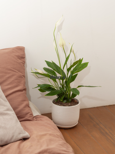 Спатифиллум Алана