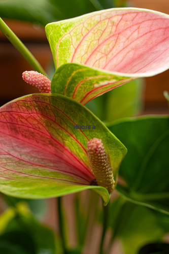 Антуриум Фэнтэзи Лав фото 5 Антуриум Фэнтэзи Лав фото 5