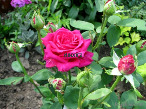 Роза "Биг Пурлпул" (ч/г), саженец 1 шт фото 3