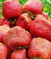 Клубника "Чамора Туруси", саженец 1 шт