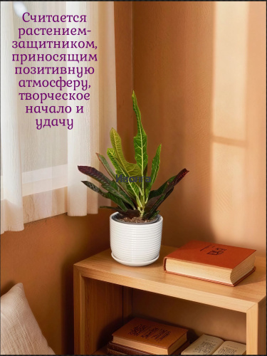 Кодиеум Экселент фото 3