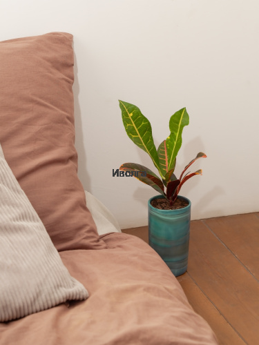 Кодиеум (Кротон) Петра Кодиеум (Кротон) Петра