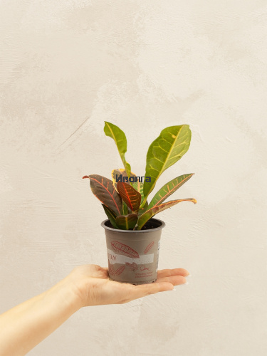 Кодиеум (Кротон) Петра фото 4 Кодиеум (Кротон) Петра фото 4