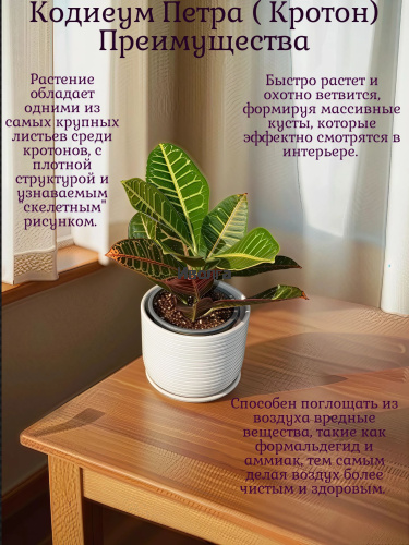 Кодиеум (Кротон) Петра высота 40см фото 4 Кодиеум (Кротон) Петра высота 40см фото 4