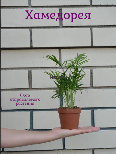 Хамедорея фото 5 Хамедорея фото 5